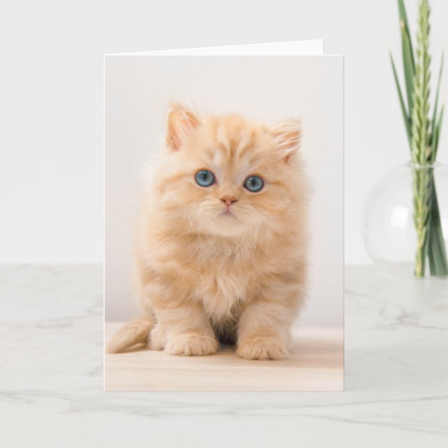 Niedliche Kleintiere | A British Longhair Kitten Karte (Vorderseite)
