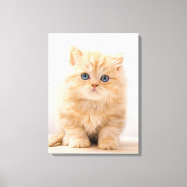 Niedliche Kleintiere | A British Longhair Kitten Leinwanddruck (Vorderseite)