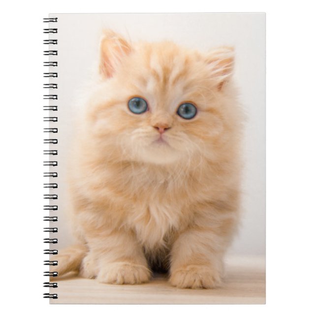 Niedliche Kleintiere | A British Longhair Kitten Notizblock (Vorderseite)