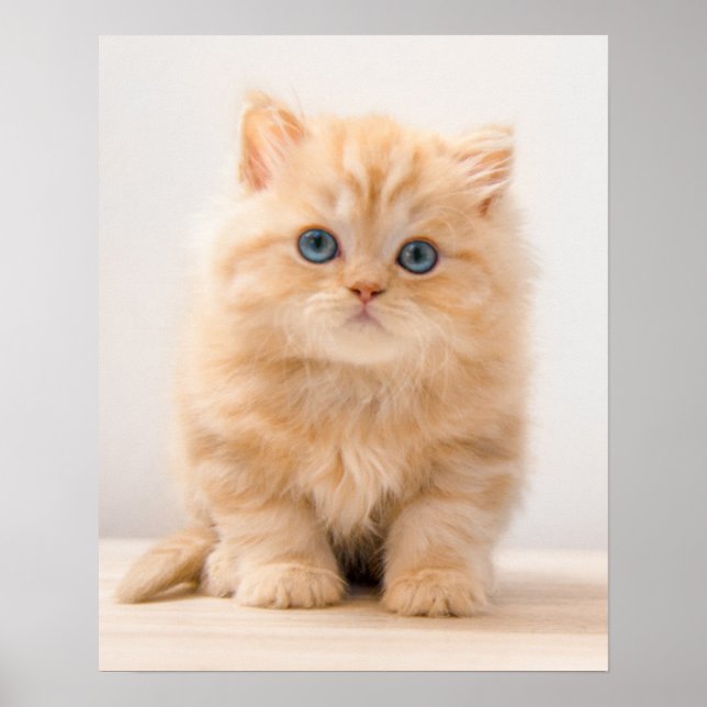 Niedliche Kleintiere | A British Longhair Kitten Poster (Vorne)