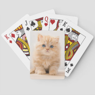 Niedliche Kleintiere A British Longhair Kitten Spielkarten