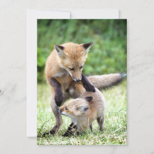 Niedliche Kleintiere Adorable Fox Kit & Mama Dankeskarte