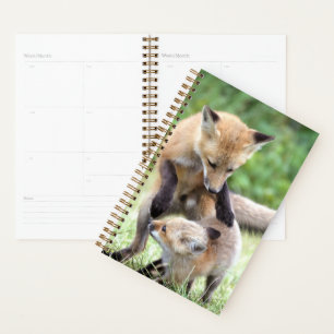 Niedliche Kleintiere Adorable Fox Kit & Mama Planer