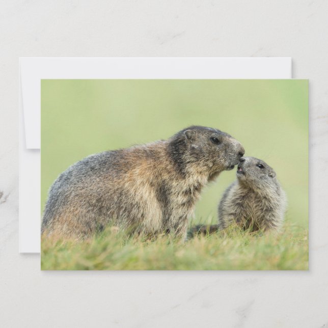 Niedliche Kleintiere | Alpenmarmot Dankeskarte (Vorderseite)
