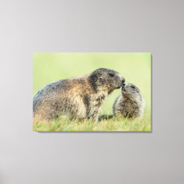 Niedliche Kleintiere | Alpenmarmot Leinwanddruck (Vorderseite)