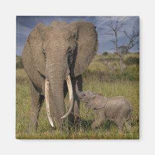 Niedliche Kleintiere   Amama Elefant mit Baby Magnet