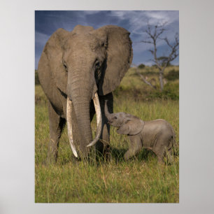 Niedliche Kleintiere   Amama Elefant mit Baby Poster