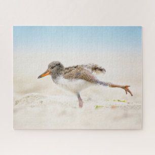 Niedliche Kleintiere American Oystercatcher Chic