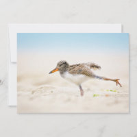 Niedliche Kleintiere | American Oystercatcher Chic