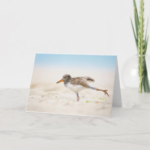 Niedliche Kleintiere   American Oystercatcher Chic Karte
