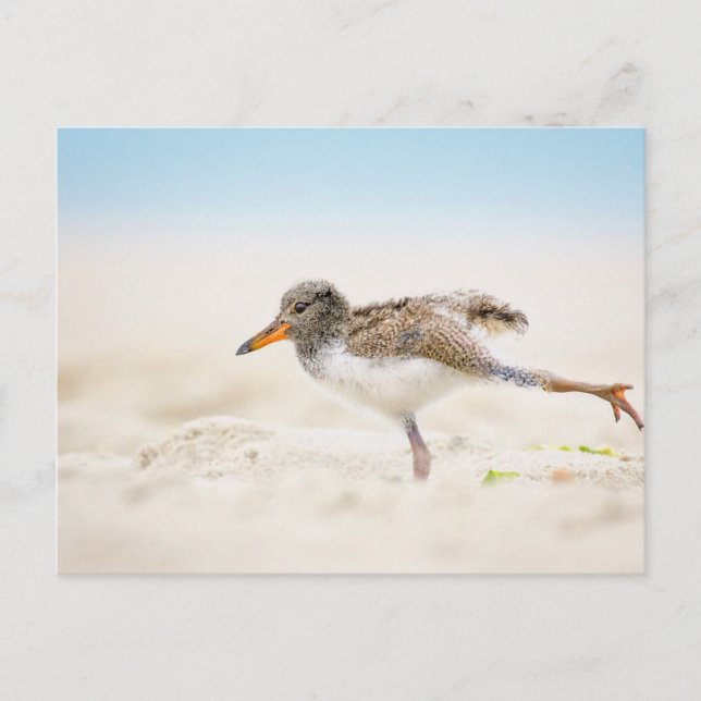Niedliche Kleintiere | American Oystercatcher Chic Postkarte (Vorderseite)