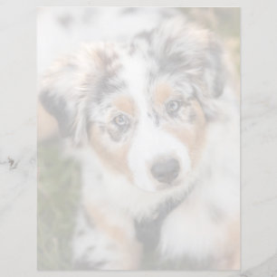 Niedliche Kleintiere   Australian Shepherd Puppy