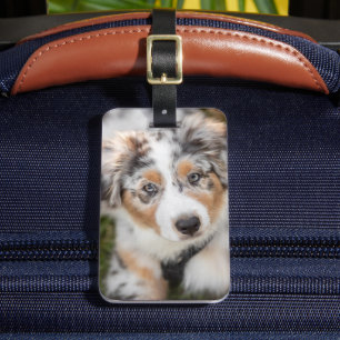 Niedliche Kleintiere Australian Shepherd Puppy Gepäckanhänger