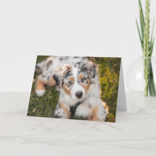 Niedliche Kleintiere   Australian Shepherd Puppy Karte