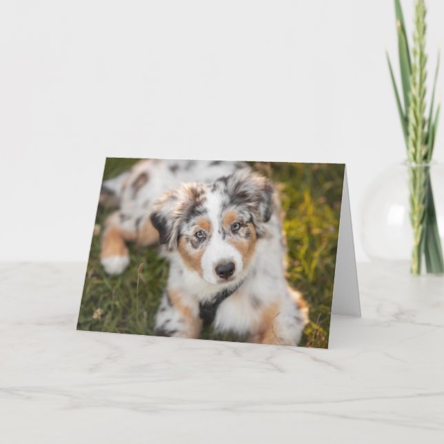 Niedliche Kleintiere | Australian Shepherd Puppy Karte (Vorderseite)