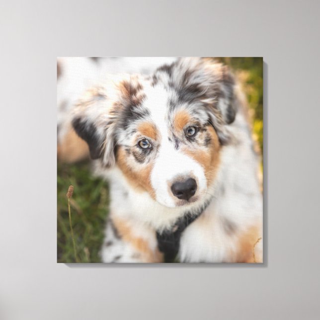 Niedliche Kleintiere | Australian Shepherd Puppy Leinwanddruck (Vorderseite)
