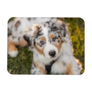 Niedliche Kleintiere   Australian Shepherd Puppy Magnet