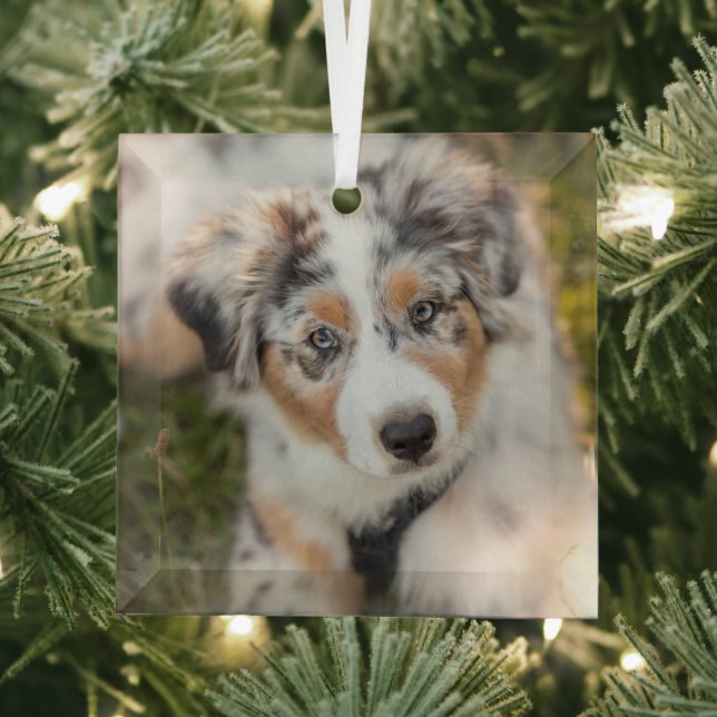 Niedliche Kleintiere | Australian Shepherd Puppy Ornament Aus Glas (Insitu)
