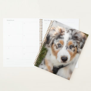 Niedliche Kleintiere   Australian Shepherd Puppy Planer