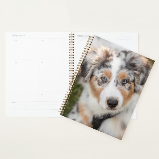 Niedliche Kleintiere | Australian Shepherd Puppy Planer (Anzeige)