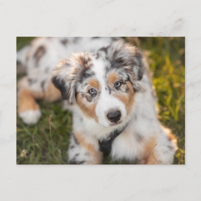 Niedliche Kleintiere | Australian Shepherd Puppy Postkarte (Vorderseite)