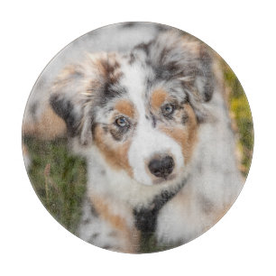 Niedliche Kleintiere Australian Shepherd Puppy Schneidebrett