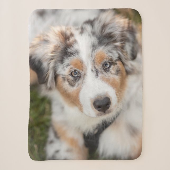 Niedliche Kleintiere | Australian Shepherd Puppy Sherpadecke (Vorderseite)