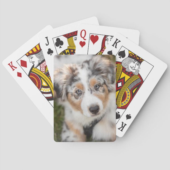 Niedliche Kleintiere | Australian Shepherd Puppy Spielkarten (Rückseite)