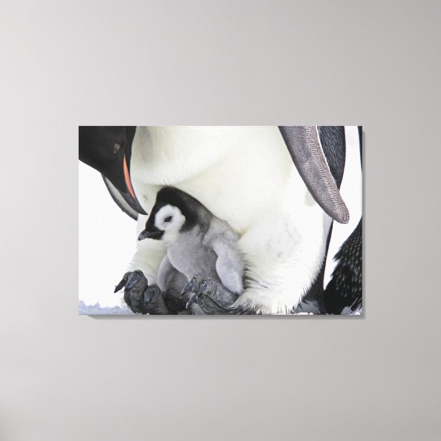 Niedliche Kleintiere | Babemann Penguin Leinwanddruck (Vorderseite)