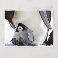 Niedliche Kleintiere | Babemann Penguin
