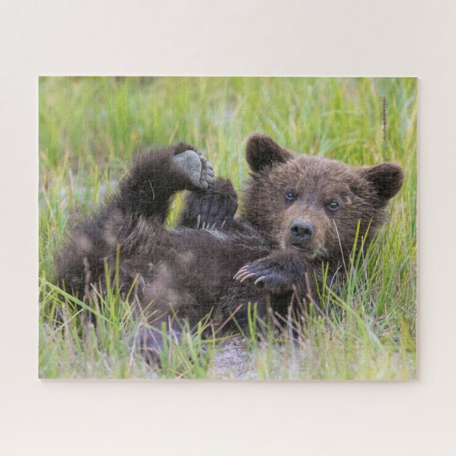 Niedliche Kleintiere | Baby Brown Bear Cube (Horizontal)