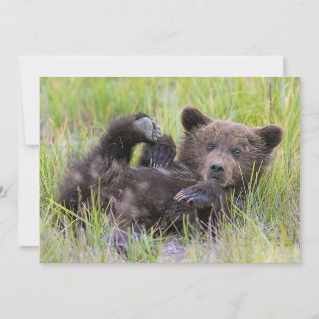 Niedliche Kleintiere | Baby Brown Bear Cube Dankeskarte (Vorderseite)