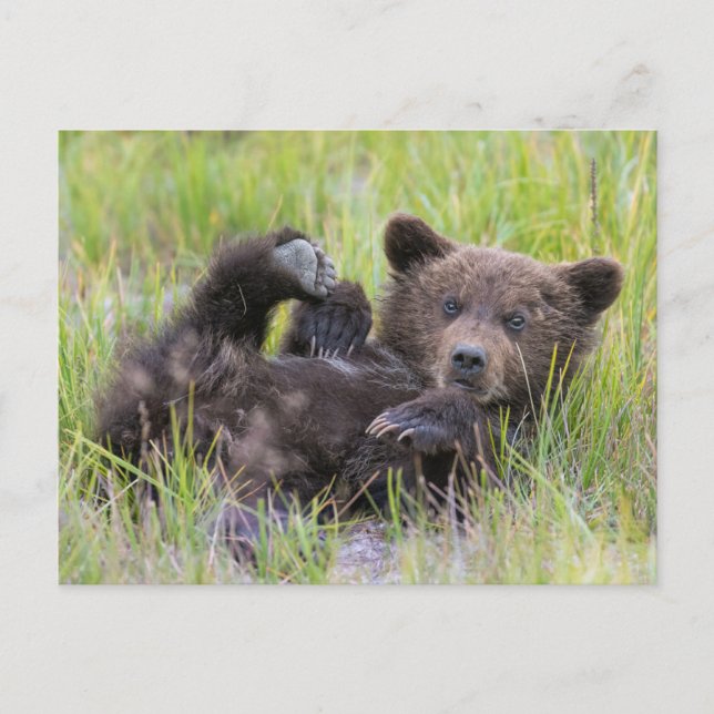 Niedliche Kleintiere | Baby Brown Bear Cube Postkarte (Vorderseite)