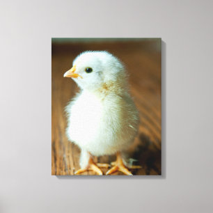 Niedliche Kleintiere Baby Chick Leinwanddruck