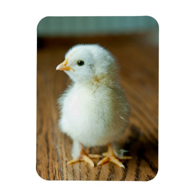 Niedliche Kleintiere | Baby Chick Magnet (Vertikal)