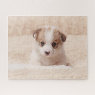 Niedliche Kleintiere Baby Corgi