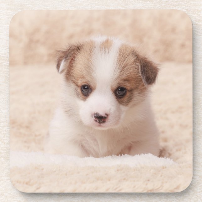 Niedliche Kleintiere | Baby Corgi Getränkeuntersetzer (Vorderseite)