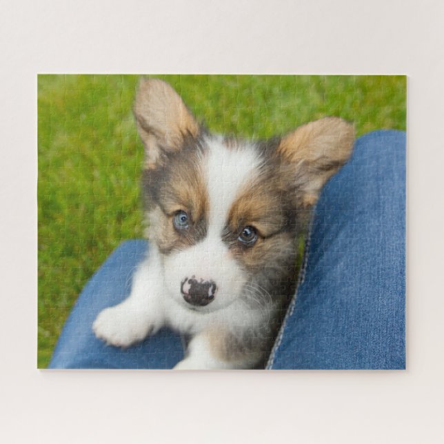 Niedliche Kleintiere | Baby Corgi in My Lap (Horizontal)