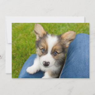 Niedliche Kleintiere Baby Corgi in My Lap Dankeskarte