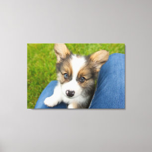 Niedliche Kleintiere   Baby Corgi in My Lap Leinwanddruck