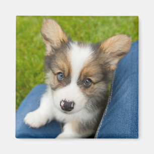 Niedliche Kleintiere   Baby Corgi in My Lap Magnet