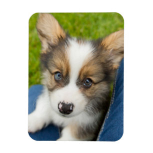Niedliche Kleintiere   Baby Corgi in My Lap Magnet