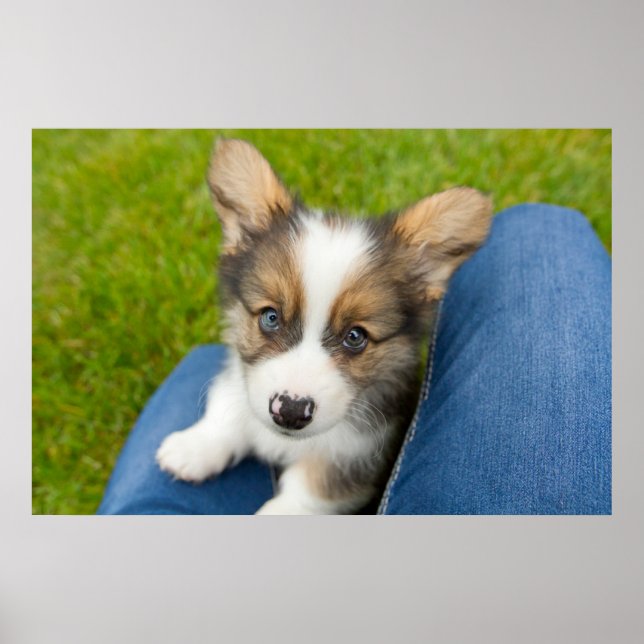 Niedliche Kleintiere | Baby Corgi in My Lap Poster (Vorne)