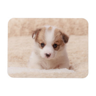 Niedliche Kleintiere Baby Corgi Magnet
