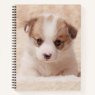 Niedliche Kleintiere   Baby Corgi Notizbuch