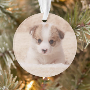Niedliche Kleintiere Baby Corgi Ornament