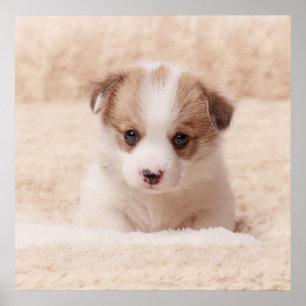 Niedliche Kleintiere Baby Corgi Poster