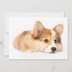 Niedliche Kleintiere Baby Corgi Puppy Portrait Dankeskarte