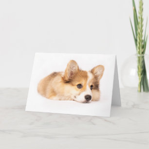 Niedliche Kleintiere Baby Corgi Puppy Portrait Karte