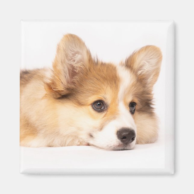Niedliche Kleintiere | Baby Corgi Puppy Portrait Magnet (Vorne)